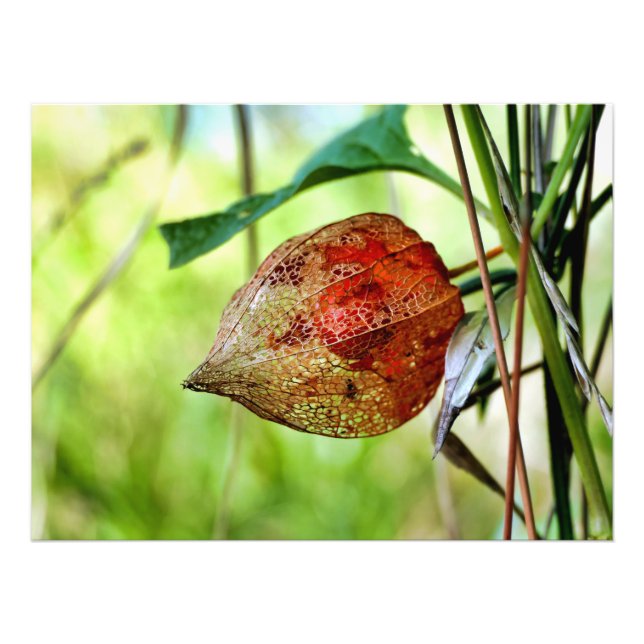 Physalis alkekengi fotodruck (Vorne)