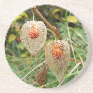 Physalis alkekengi getränkeuntersetzer