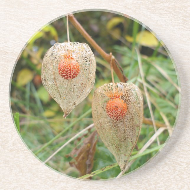 Physalis alkekengi getränkeuntersetzer (Vorne)