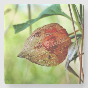 Physalis alkekengi steinuntersetzer