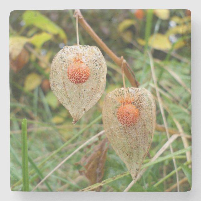 Physalis alkekengi steinuntersetzer (Vorderseite)