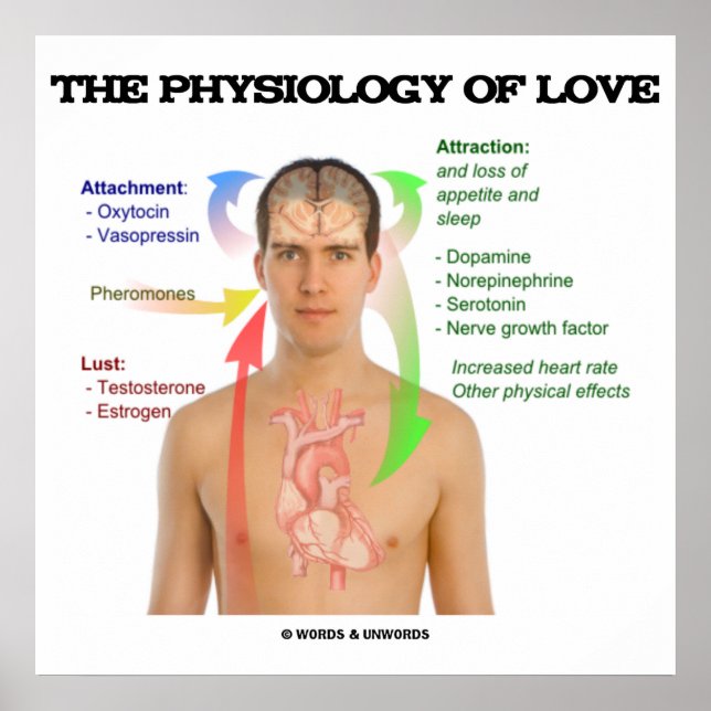 Physiologie der Liebe (Symptome der Liebe) Poster (Vorne)