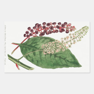 Phytolacca Decandra (Amerikanische Kermesbeere) (1 Rechteckiger Aufkleber