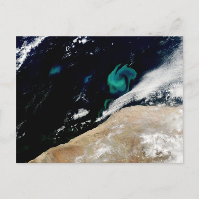 Phytoplankton blüht aus Namibia Postkarte (Vorderseite)