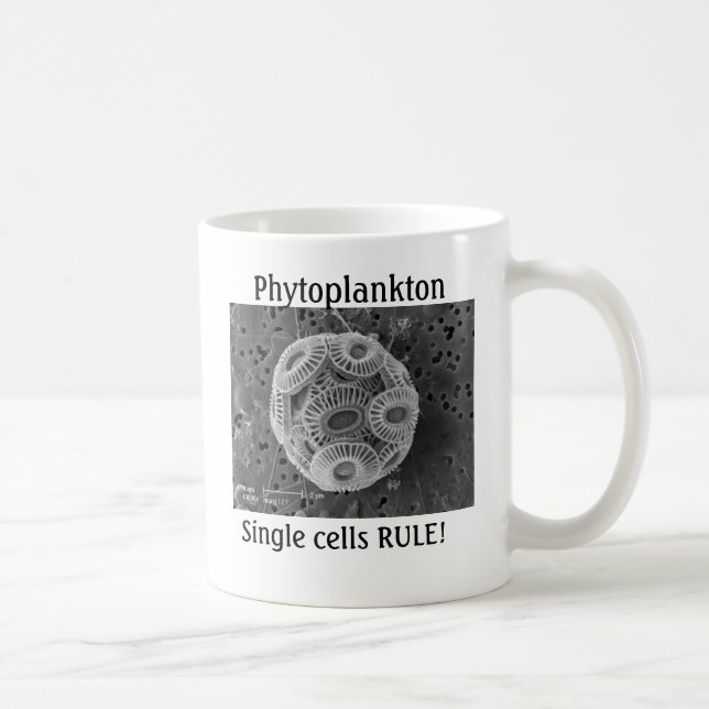 Phytoplankton, Einzelzellen REGEL! Kaffeetasse (Rechts)