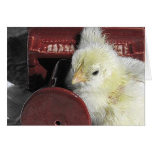 Piano Chick Vintage Look Toutes les Occasions