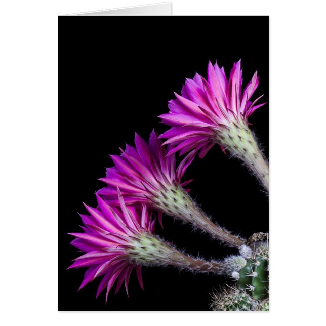 Piazza de tout autour (Devant)