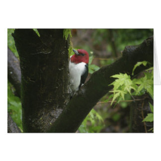 Pic à tête rouge