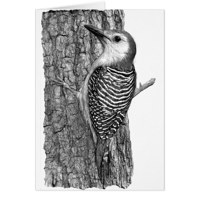 Pic à ventre rouge (Devant)