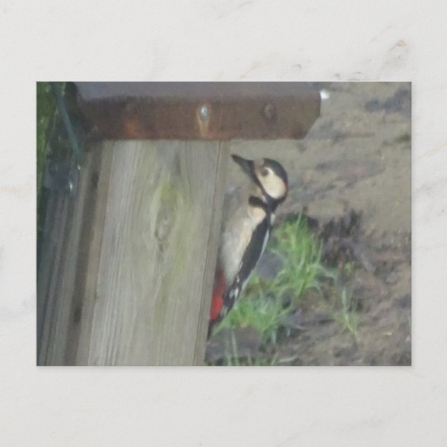 Pic mignon sur boîte do-it-yourself carte postale (Devant)