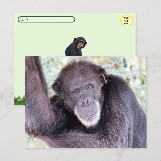 Pic von Chimpanzee nach der Kreuzung Postkarte (Vorne/Hinten)