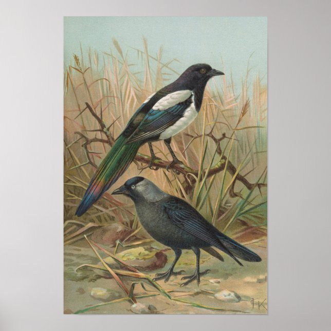 Pica pica Lycus monedula Poster (Vorne)