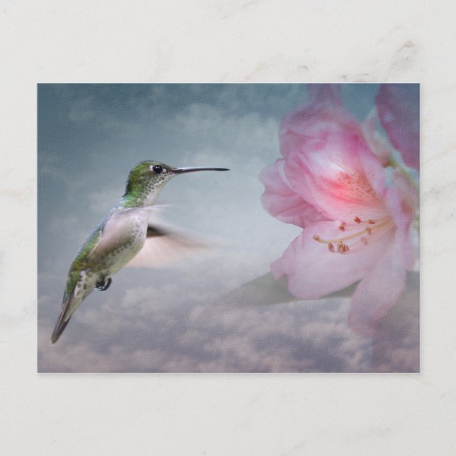 Picaflores Postcard Postkarte (Vorderseite)