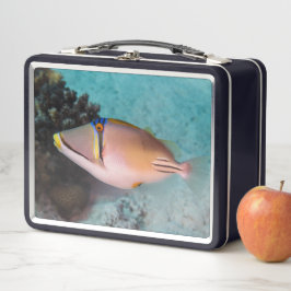 Picasso Triggerfish Swims nahe Korallenriff Metall Brotdose