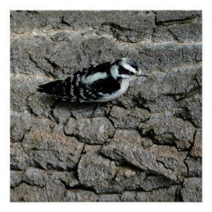 Picidae à dos blanc 50 cm x 50 cm, Affiche  (Semi-