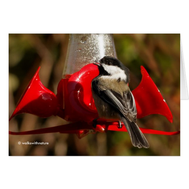 Pickadee Noir Attrapé À Main Rouge (Devant horizontal)