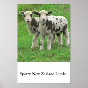 Pickelige NZ Lämmer Poster