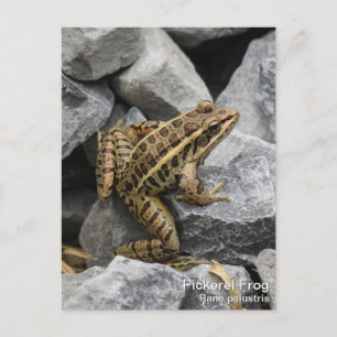 Pickerel Frog Postkarte