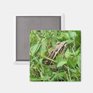 Pickerelfrosch im Gras sitzen Magnet