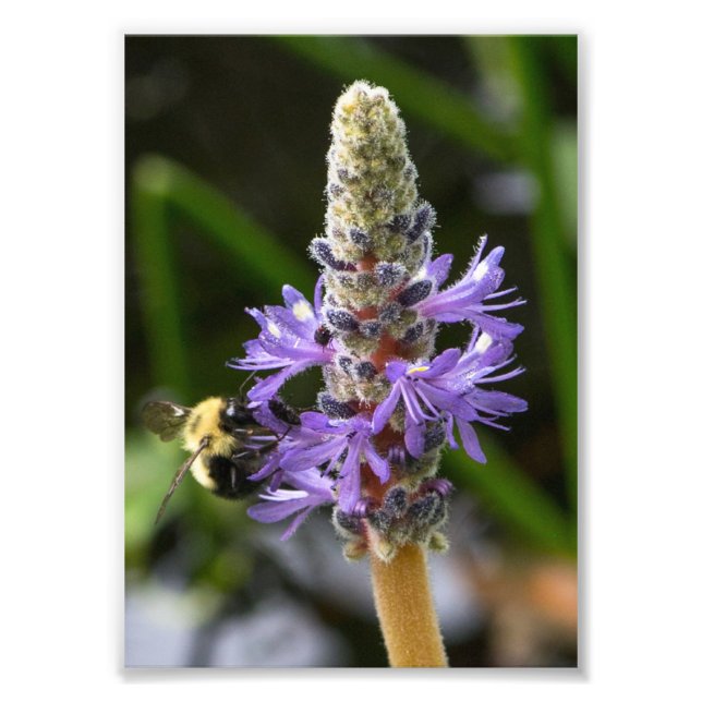 Pickerelweed und Hummel Fotodruck (Vorne)
