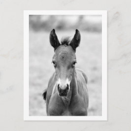 Pickle the Foal Postkarte