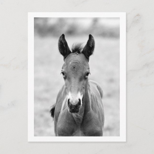 Pickle the Foal Postkarte (Vorderseite)