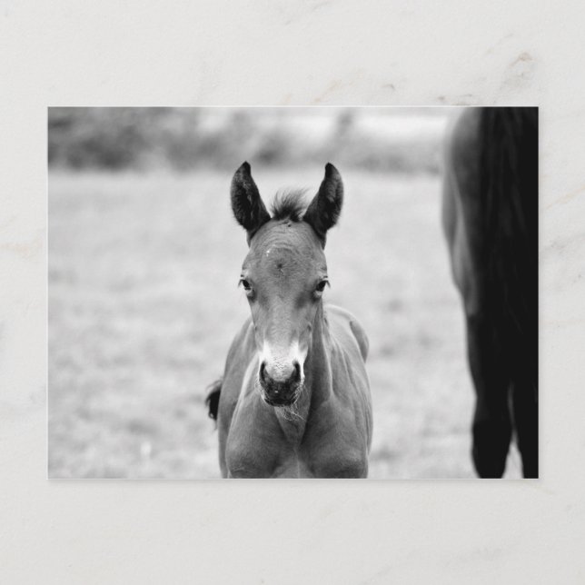 Pickle the Foal Postkarte (Vorderseite)