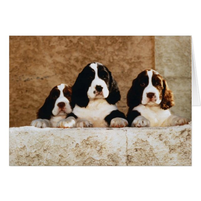 Picture Perfect Niedliche Welpen (Vorderseite (Horizontal))