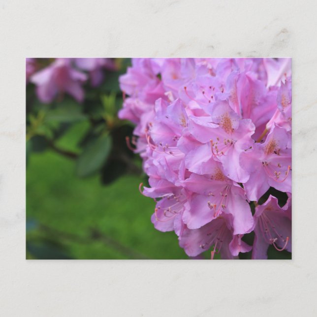 Picturesque Rhododendron Postkarte (Vorderseite)