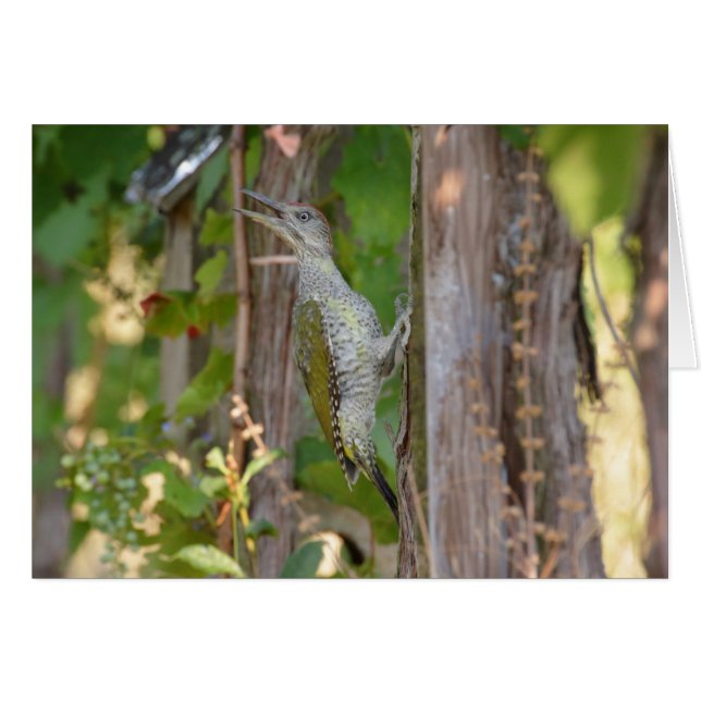 Picus Viridis - Grünspecht (Vorderseite (Horizontal))