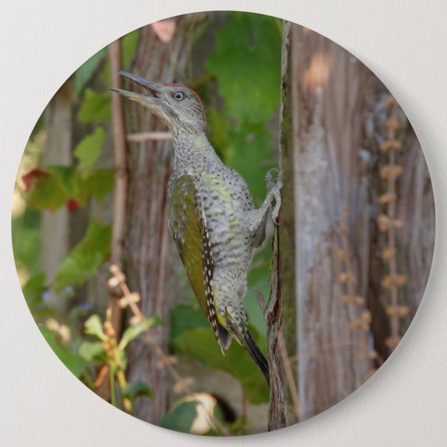 Picus Viridis - Grünspecht Button (Vorderseite)