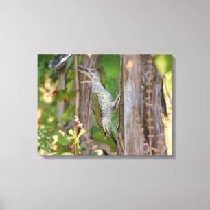 Picus Viridis - Grünspecht Leinwanddruck