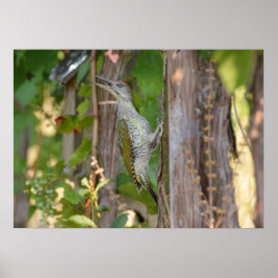 Picus Viridis - Grünspecht Poster