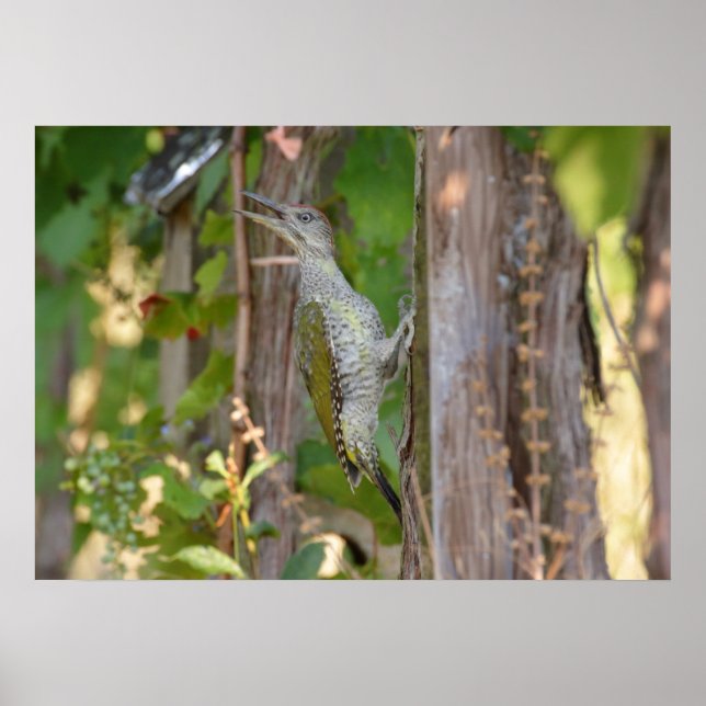 Picus Viridis - Grünspecht Poster (Vorne)