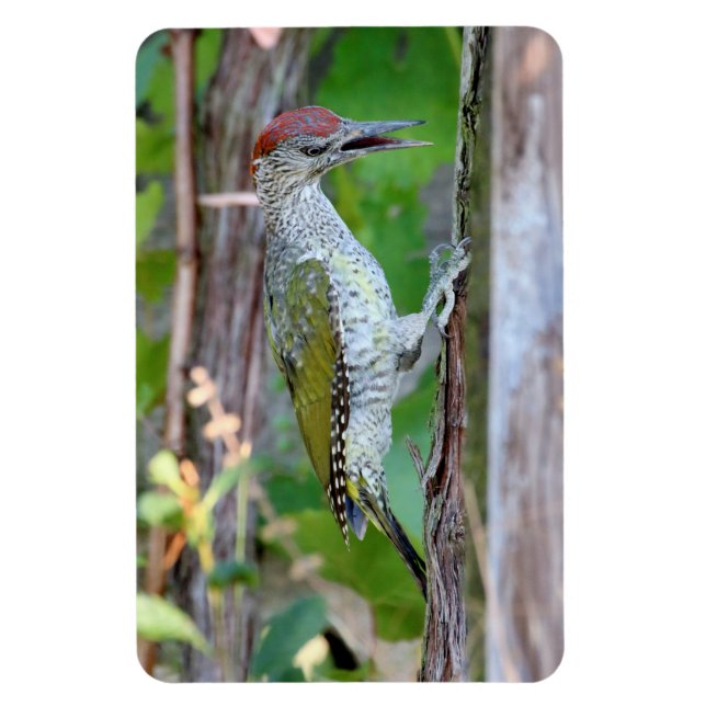 Picus viridis magnet (Vertikal)