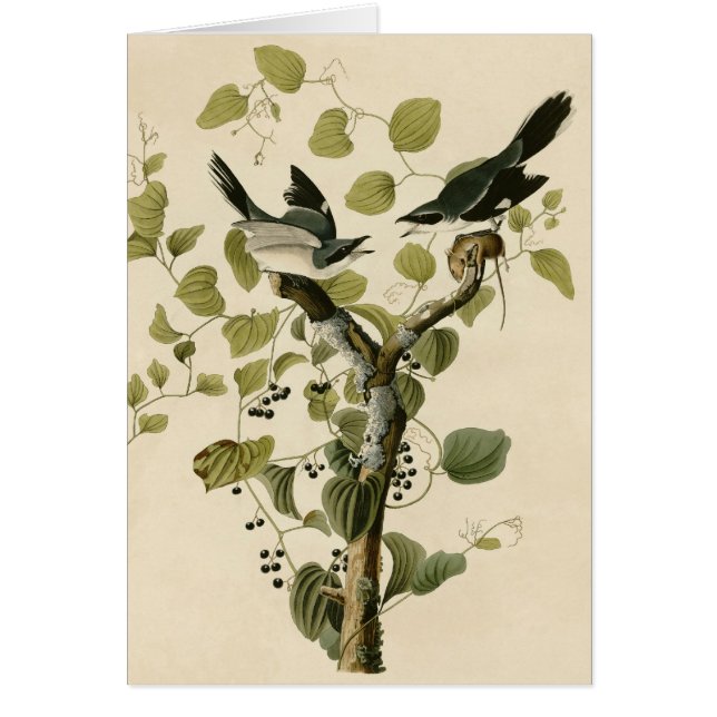 Pie-grièche de l'imbécile d'Audubon (Devant)
