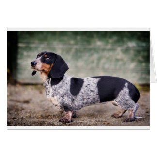 Piebald Dackel
