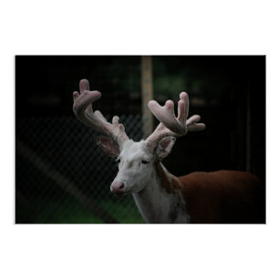 Piebald Deer Poster