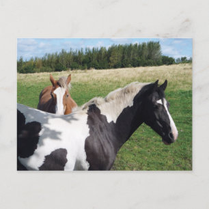 Piebald & Kastanienpferde Postkarte