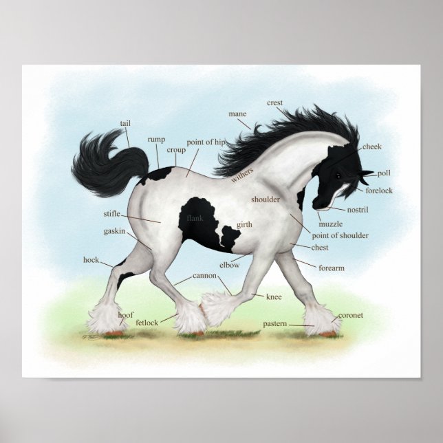 Piebald Sinti und Roma Horse Reittiere Anatomie Po Poster (Vorne)