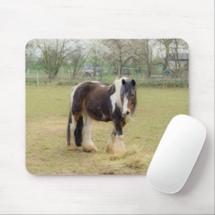 Piebaldpferd auf der Weide Mousepad