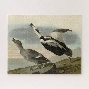 Pied Duck (Labrador Duck) Audubon Birds of America
