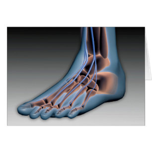 Pied humain avec système nerveux 1