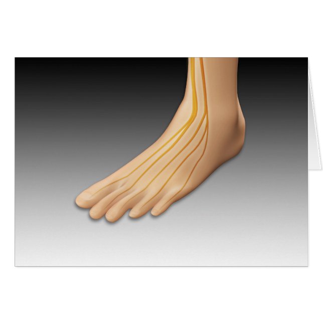 Pied humain avec système nerveux 2 (Devant horizontal)