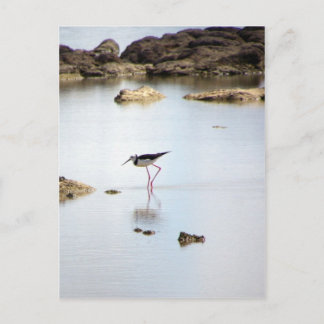 Pied Stilt Postkarte