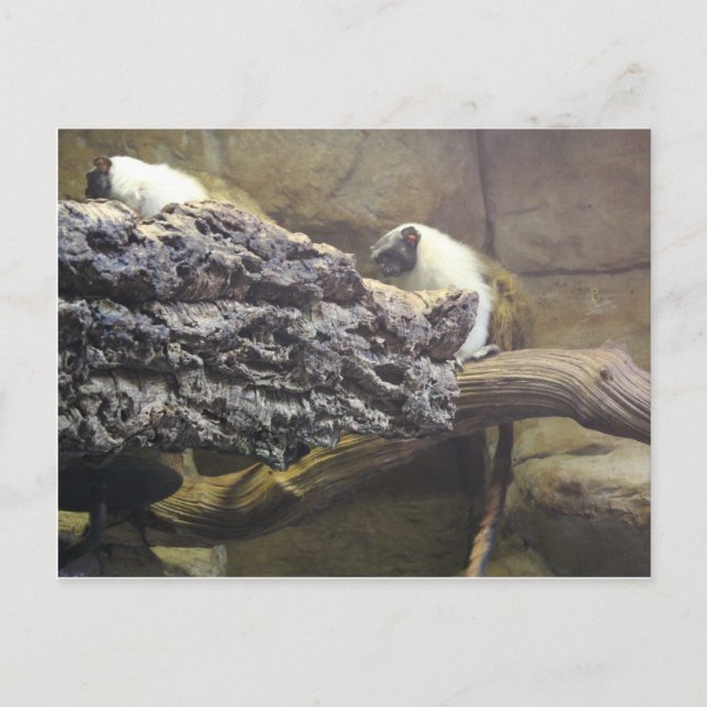 Pied Tamarin # 1 Postkarte (Vorderseite)
