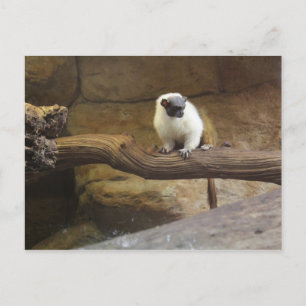 Pied Tamarin # 2 Postkarte