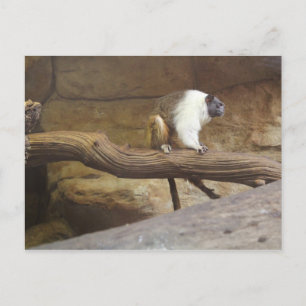Pied Tamarin # 4 Postkarte