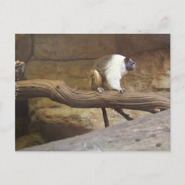 Pied Tamarin # 4 Postkarte (Vorderseite)