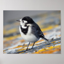 Pied Wagtail Poster